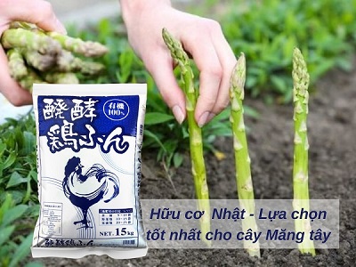cach-trong-cay-va-bon-phan-mang-tay-thanh-cong-400x300