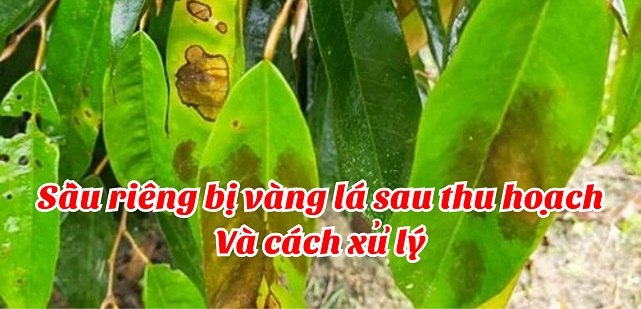 Sầu riêng bị vàng lá sau thu hoạch và cách xử lý