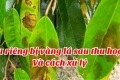 Sầu riêng bị vàng lá sau thu hoạch và cách xử lý