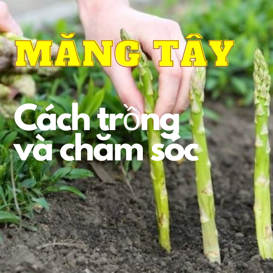 Cách trồng măng tây - Trồng một lần, thu hoạch trong nhiều thập kỹ
