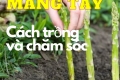 Cách trồng măng tây - Trồng một lần, thu hoạch trong nhiều thập kỹ