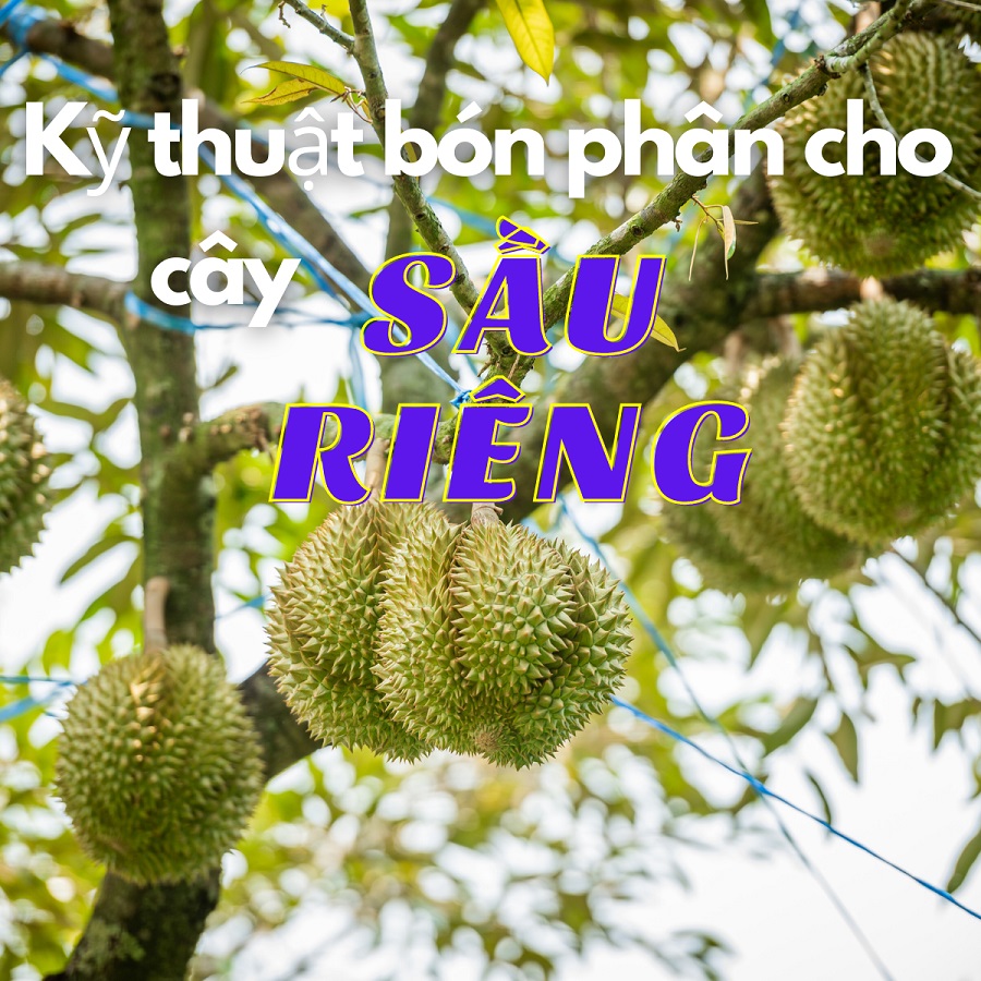 Kỹ thuật bón phân hữu cơ cho cây sầu riêng
