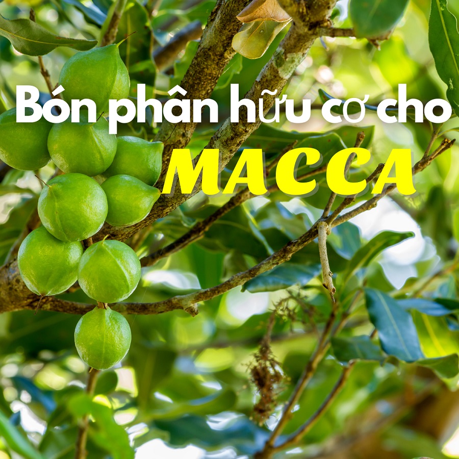 Sử dụng phân hữu cơ cho cây Macca