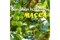 Sử dụng phân hữu cơ cho cây Macca