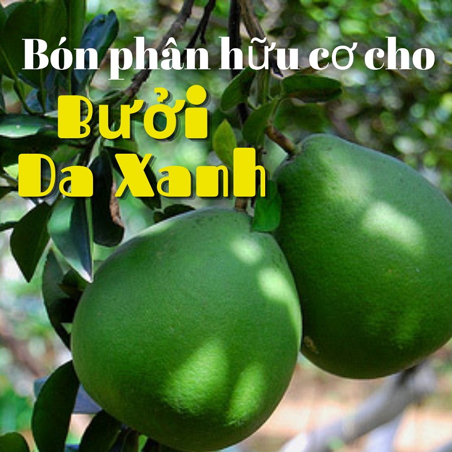 Bón phân gì tốt cho cây bưởi da xanh?