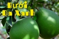 Bón phân gì tốt cho cây bưởi da xanh?