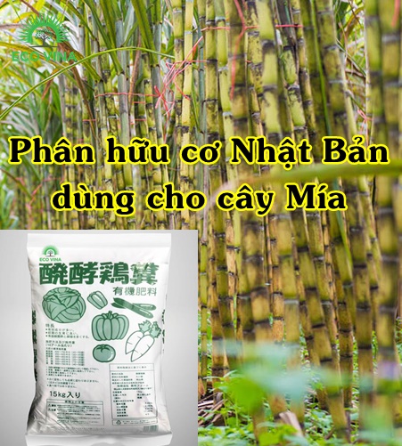 Phân hữu cơ dùng cho cây Mía Đường