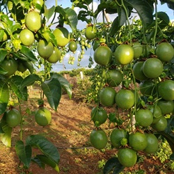Hướng dẫn bón phân hữu cơ cho chanh dây